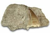 Fossil Mosasaur (Prognathodon) Tooth in Rock - Morocco #311857-1